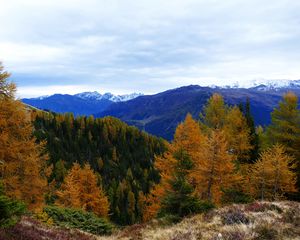 Preview wallpaper forest, mountains, trees, autumn