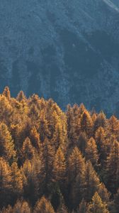 Preview wallpaper forest, mountains, trees, tops, coniferous