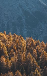 Preview wallpaper forest, mountains, trees, tops, coniferous