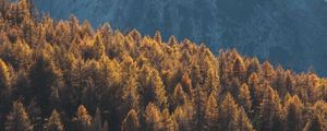 Preview wallpaper forest, mountains, trees, tops, coniferous