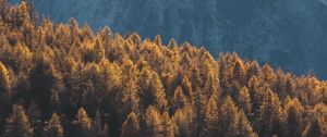 Preview wallpaper forest, mountains, trees, tops, coniferous