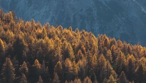 Preview wallpaper forest, mountains, trees, tops, coniferous