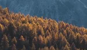 Preview wallpaper forest, mountains, trees, tops, coniferous