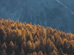 Preview wallpaper forest, mountains, trees, tops, coniferous