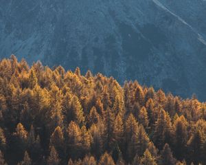 Preview wallpaper forest, mountains, trees, tops, coniferous