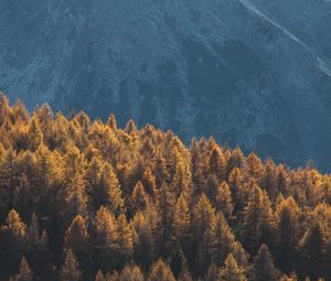 Preview wallpaper forest, mountains, trees, tops, coniferous