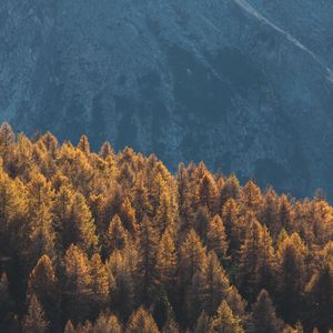 Preview wallpaper forest, mountains, trees, tops, coniferous