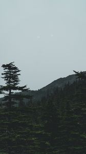 Preview wallpaper forest, mountains, trees, coniferous, dark