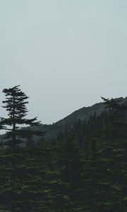 Preview wallpaper forest, mountains, trees, coniferous, dark