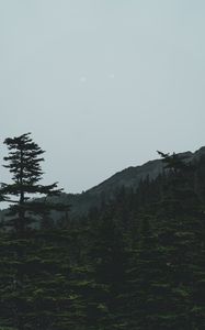 Preview wallpaper forest, mountains, trees, coniferous, dark