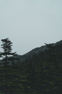 Preview wallpaper forest, mountains, trees, coniferous, dark