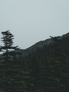 Preview wallpaper forest, mountains, trees, coniferous, dark