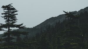 Preview wallpaper forest, mountains, trees, coniferous, dark