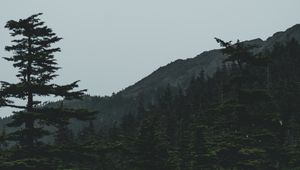 Preview wallpaper forest, mountains, trees, coniferous, dark