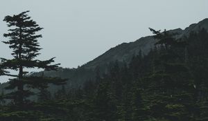 Preview wallpaper forest, mountains, trees, coniferous, dark