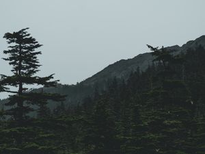 Preview wallpaper forest, mountains, trees, coniferous, dark