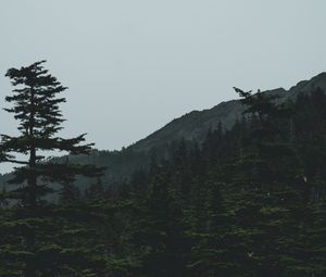 Preview wallpaper forest, mountains, trees, coniferous, dark