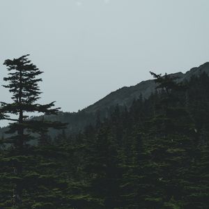 Preview wallpaper forest, mountains, trees, coniferous, dark