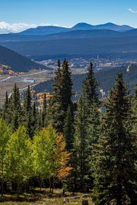 Preview wallpaper forest, mountains, trees, spruce