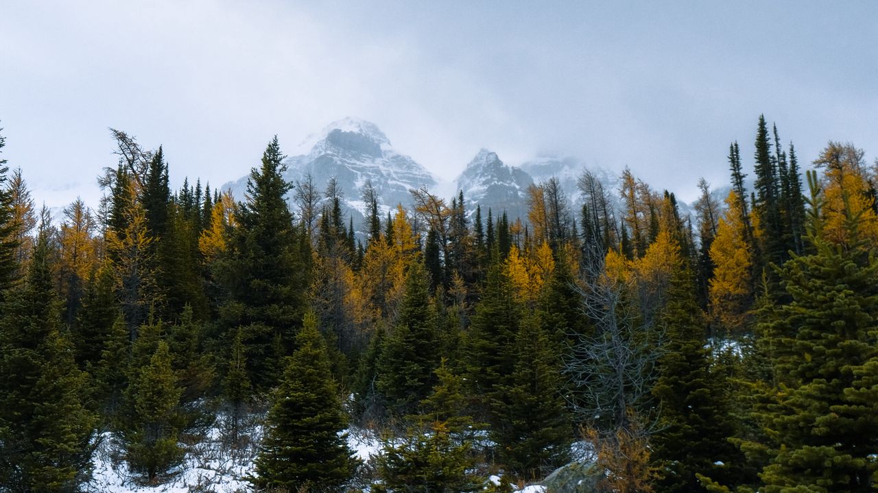 Wallpaper forest, mountains, trees, snow, snowy