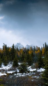 Preview wallpaper forest, mountains, trees, snow, snowy