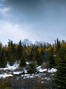Preview wallpaper forest, mountains, trees, snow, snowy
