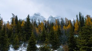 Preview wallpaper forest, mountains, trees, snow, snowy