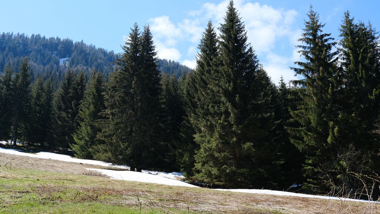 Wallpaper forest, mountains, trees, spruce, nature