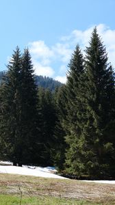 Preview wallpaper forest, mountains, trees, spruce, nature