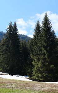 Preview wallpaper forest, mountains, trees, spruce, nature