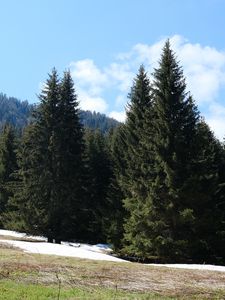 Preview wallpaper forest, mountains, trees, spruce, nature