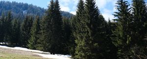 Preview wallpaper forest, mountains, trees, spruce, nature