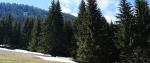 Preview wallpaper forest, mountains, trees, spruce, nature