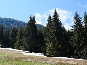 Preview wallpaper forest, mountains, trees, spruce, nature