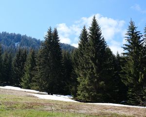 Preview wallpaper forest, mountains, trees, spruce, nature