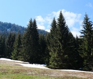 Preview wallpaper forest, mountains, trees, spruce, nature