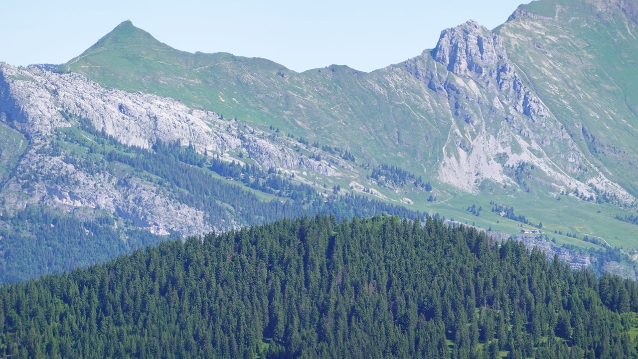 Wallpaper forest, mountains, trees, nature