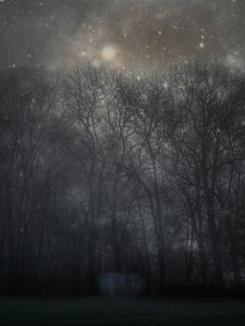 Preview wallpaper forest, mystical, fog, trees, night, starry sky