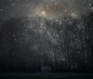 Preview wallpaper forest, mystical, fog, trees, night, starry sky