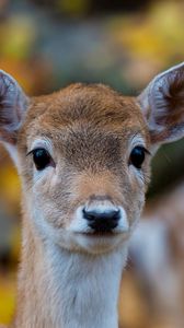 Preview wallpaper forest, nature, deer