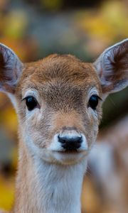 Preview wallpaper forest, nature, deer