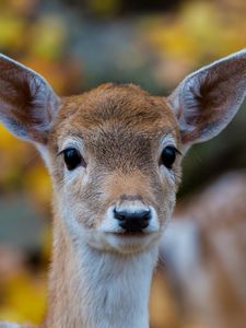 Preview wallpaper forest, nature, deer