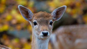 Preview wallpaper forest, nature, deer