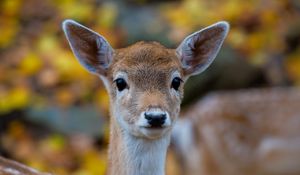 Preview wallpaper forest, nature, deer