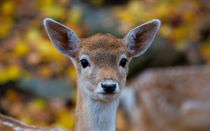 Preview wallpaper forest, nature, deer