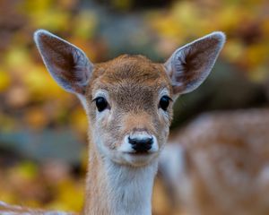 Preview wallpaper forest, nature, deer