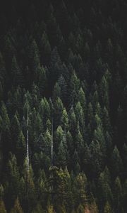 Preview wallpaper forest, nature, landscape, trees, dark