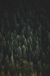 Preview wallpaper forest, nature, landscape, trees, dark