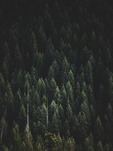 Preview wallpaper forest, nature, landscape, trees, dark