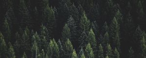 Preview wallpaper forest, nature, landscape, trees, dark